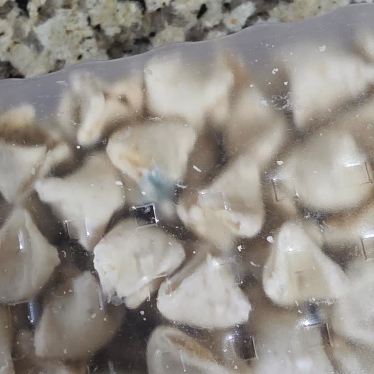 Migros Hemen'de Şahin Sucukları'ndan Son Kullanma Tarihi Geçmemiş Küflü Mantı Ve Sağlık Riski