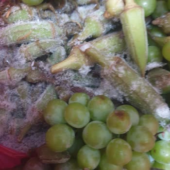 Bosch Buzdolabının Dondurma Sorunu Ve Servis Gecikmesi Nedeniyle Ürün Değişimi Talebi