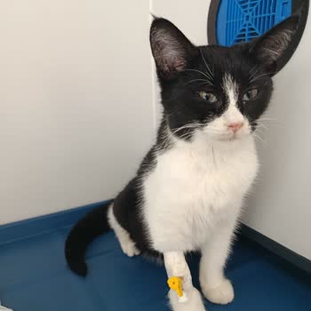 Tepeören Sahipsiz Hayvan Bakımevi Şikayeti!