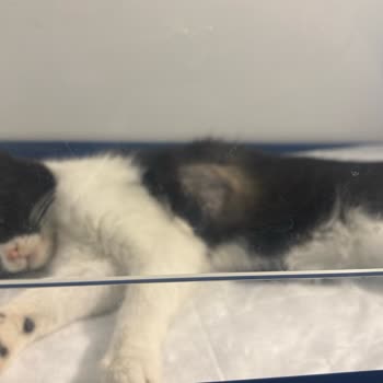 Tepeören Sahipsiz Hayvan Bakımevi Şikayeti!