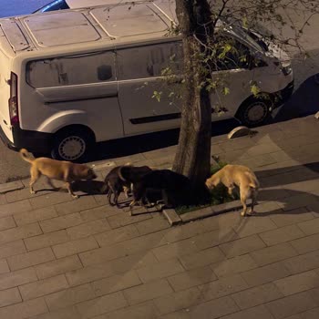İstanbul Büyükşehir Belediyesi Bayrampaşa'da Gece Başıboş Köpeklerin Saldırganlığı