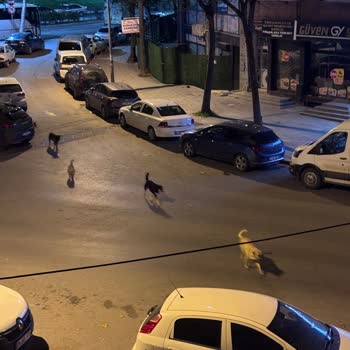 İstanbul Büyükşehir Belediyesi Bayrampaşa'da Gece Başıboş Köpeklerin Saldırganlığı