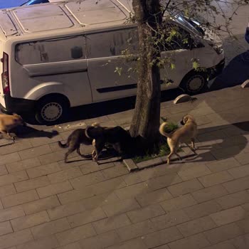 İstanbul Büyükşehir Belediyesi Bayrampaşa'da Gece Başıboş Köpeklerin Saldırganlığı