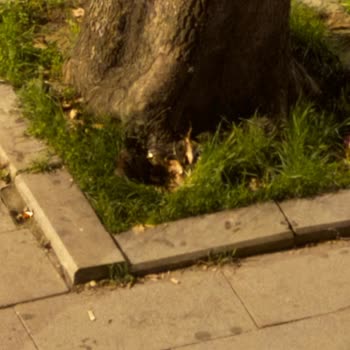 Bayrampaşa’da Gece Başıboş Köpek Saldırısı Ve Sürekli Havlama