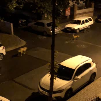 Bayrampaşa’da Gece Başıboş Köpek Saldırısı Ve Sürekli Havlama