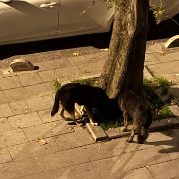 Bayrampaşa’da Gece Başıboş Köpek Saldırısı Ve Sürekli Havlama