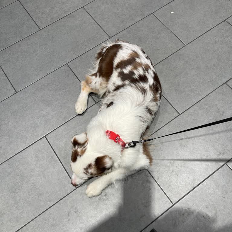 Köfteci Yusuf'ta Evcil Hayvan Kabul Edilmiyor