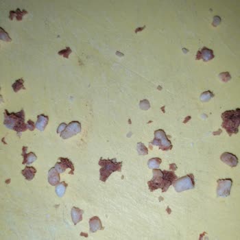 Yenice Kasap Sucukta Yabancı Cisim Ve Aşırı Kıkırdak Şikayeti