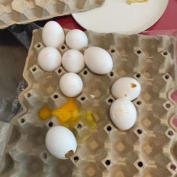 Lütfü Yüksel Markalı Yumurtalarda Sürekli Kırık Sorunu Ve Çözüm Talebi