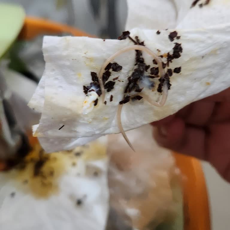 Migros Organik Yumurtada Uzun Parazit Bulundu