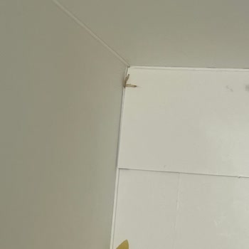 Barilla Makarna İçinde Kurtlar: Hijyen Endişesi Ve Cevapsız Şikayet