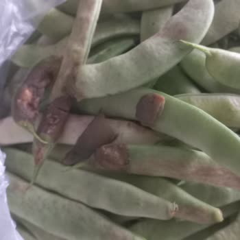 Kötü Kaliteli Çürük Sebzeler İçin İade Talebi