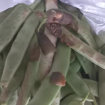 Kötü Kaliteli Çürük Sebzeler İçin İade Talebi