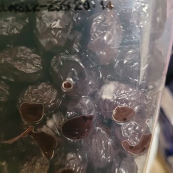 Ümraniye A101 Şubesinde Tukaş Siyah Zeytinlerde Küf Ve Geri Dönüş Yok