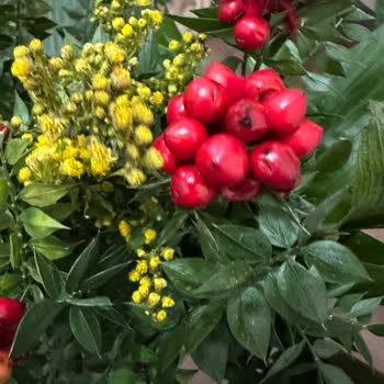 Canlı Kokina Gönderilmedi, Yanlış Telafi Çiçeği Gönderildi: Tam İade Talebi