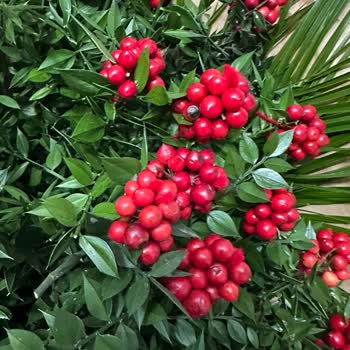 Canlı Kokina Gönderilmedi, Yanlış Telafi Çiçeği Gönderildi: Tam İade Talebi