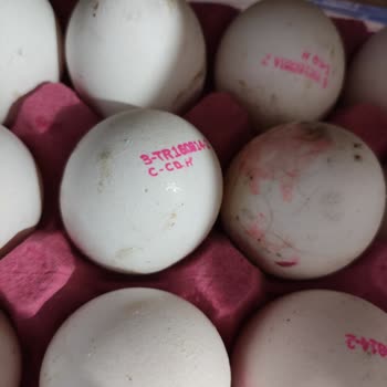 Küflü Ve Kırık Yumurta Ürününde Sağlık Endişesi