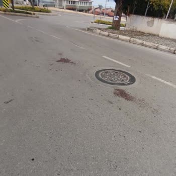 ESHOT Otobüsü Hayvanı Ezerek Durmadan Geçti Ve İdari İşlem Talep Ediliyor