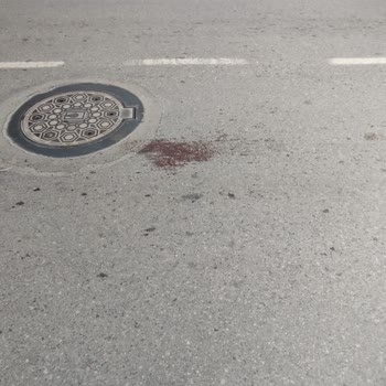 ESHOT Otobüsü Hayvanı Ezerek Durmadan Geçti Ve İdari İşlem Talep Ediliyor