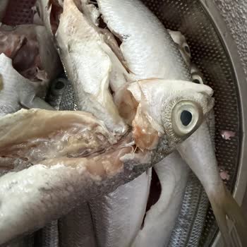 Murat Balıkçılık’tan 1500 TL'lik Bozuk Ve Kötü Kokulu Balık