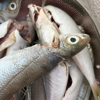 Murat Balıkçılık’tan 1500 TL'lik Bozuk Ve Kötü Kokulu Balık