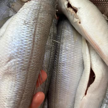 Murat Balıkçılık’tan 1500 TL'lik Bozuk Ve Kötü Kokulu Balık