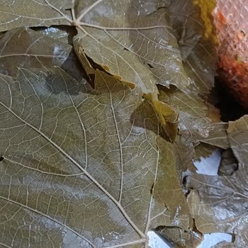 Sera Organik Asma Yapraklar Kötü Çıktı
