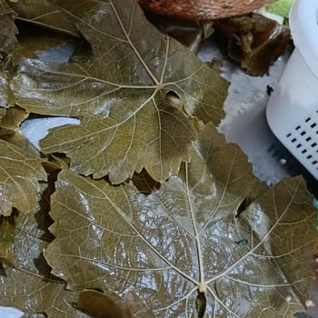 Sera Organik Asma Yapraklar Kötü Çıktı