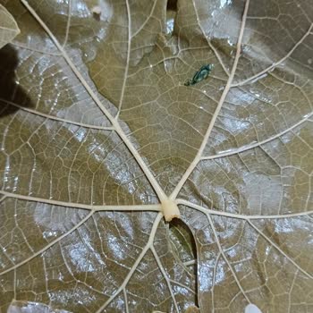 Sera Organik Asma Yapraklar Kötü Çıktı