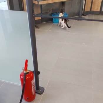 A101 Mağazasındaki Kedilerin Gıdalara Yatması Ve Hijyen İhmali