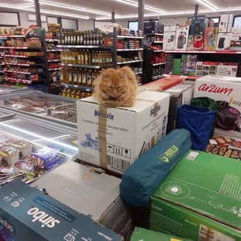 A101 Mağazasındaki Kedilerin Gıdalara Yatması Ve Hijyen İhmali