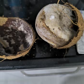 Satın Aldığım Hindistan Cevizi Bozuk Çıktı: Şok Market'te Kalite Sorunu