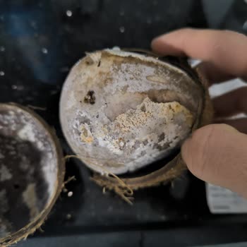 Satın Aldığım Hindistan Cevizi Bozuk Çıktı: Şok Market'te Kalite Sorunu