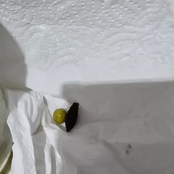 Tat Gıda Markaya Olan Güvenim Tamamen Sarsılmış Durumda