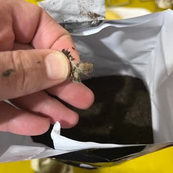 D**** Çay Paketi İçinde Yabancı Madde Ve Hijyen Endişesi