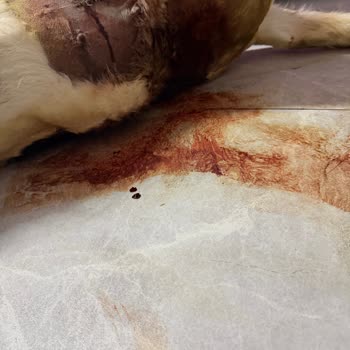 Özel Çubuk Veteriner Kliniği Köpeğimizin Özensiz Dikiş Nedeniyle Ölümü