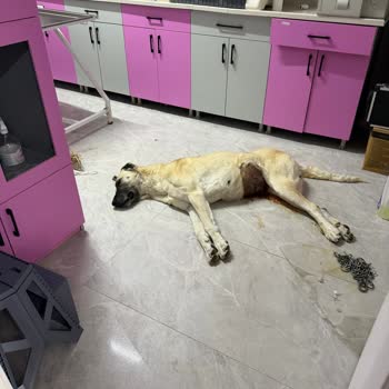 Özel Çubuk Veteriner Kliniği Köpeğimizin Özensiz Dikiş Nedeniyle Ölümü