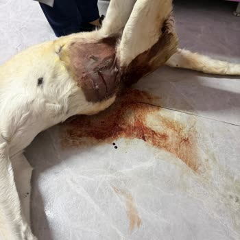 Özel Çubuk Veteriner Kliniği Köpeğimizin Özensiz Dikiş Nedeniyle Ölümü
