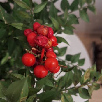 Kokina Vazolu Buket Gerçek Olmadı Ve Hızla Kurudu