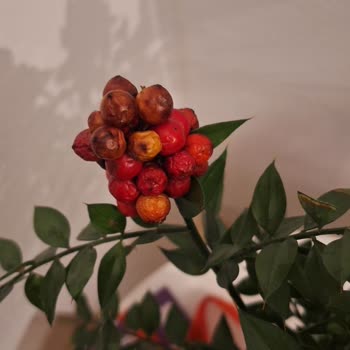 Kokina Vazolu Buket Gerçek Olmadı Ve Hızla Kurudu