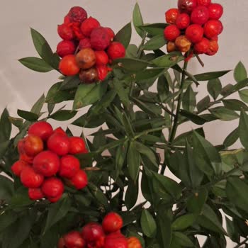 Kokina Vazolu Buket Gerçek Olmadı Ve Hızla Kurudu