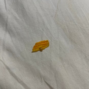 Kurtlu Cipste Hijyen İhlali Ve Sağlık Riski