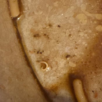 Etli Noodle’da Kurt Şüphesi Ve Yardımsız Hizmet