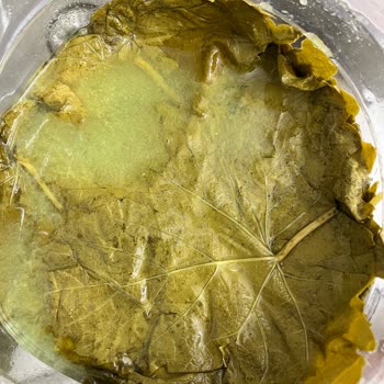 Bozuk Salamura Yaprakları, Cevapsız İletişim Ve İade Talebi