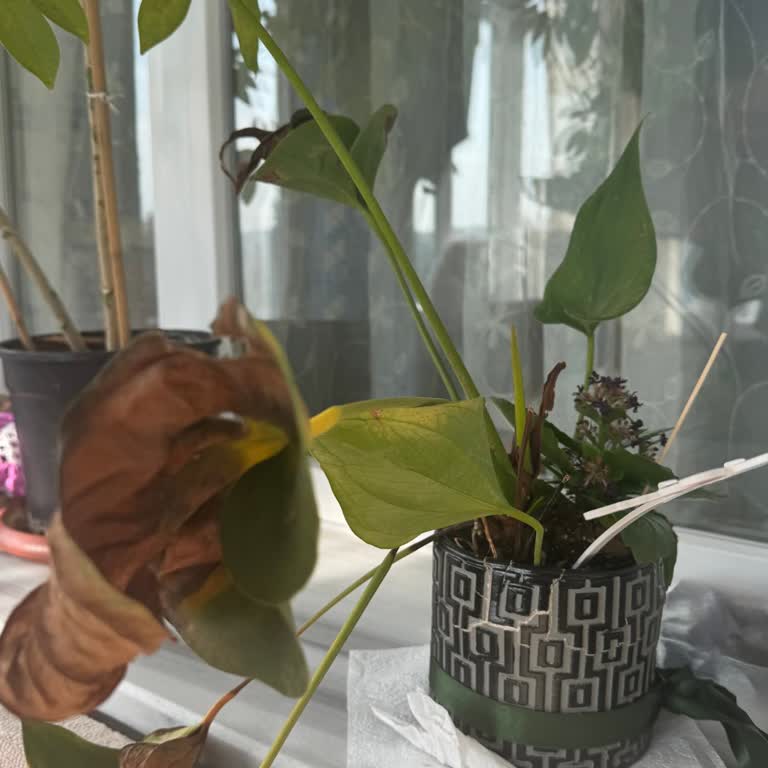 İade İşlemi Gerçekleşmedi Ve Canlı Müşteri Hizmetine Ulaşılamıyor