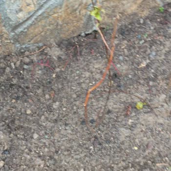 Bayındır Çiçek Ürünlerin İlan Edildiği Gibi, Sağlıklı, Yaş Fidanlar Olarak Gönderilmesini İstiyorum