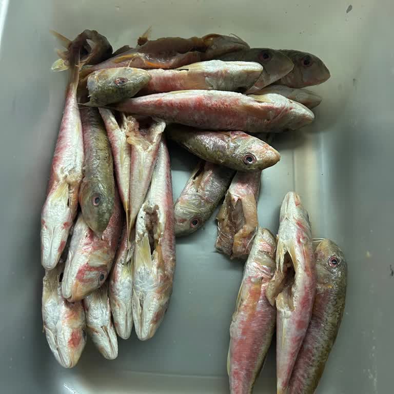 Bozulmuş Balık Ürünü Ve İade Talebine Cevapsızlık