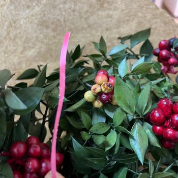 Kırışık Kağıt Ve Çürük Kokulu Çiçek, Müşteri Hizmetlerinden Cevap Gelmedi