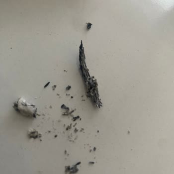 Winston Slim Gri Sigarasında Odunumsu Yabancı Madde Ve Sağlık Endişesi