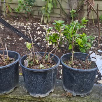 Fidan Süs Bitkilerinde Yanlış Ürün Gönderimi Ve Müşteri Hizmetlerinden Cevap Yok